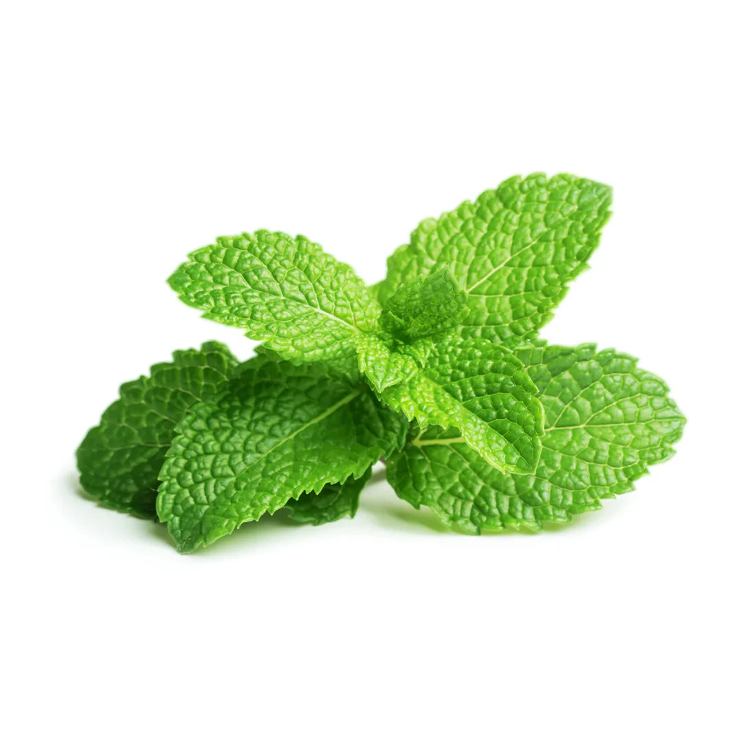 Fresh Mint